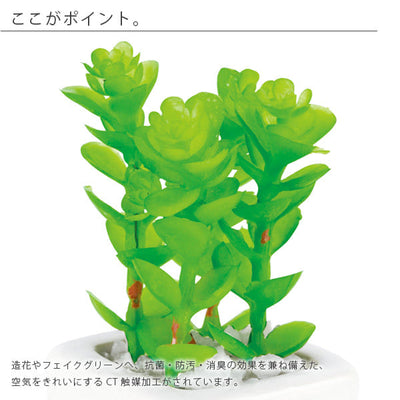 人工観葉植物「アーティフィシャルグリーン」サキュレントプランツ（S）